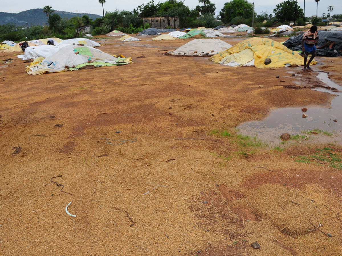 Heavy Rains Remains Huge Loss For Farmers - Sakshi35