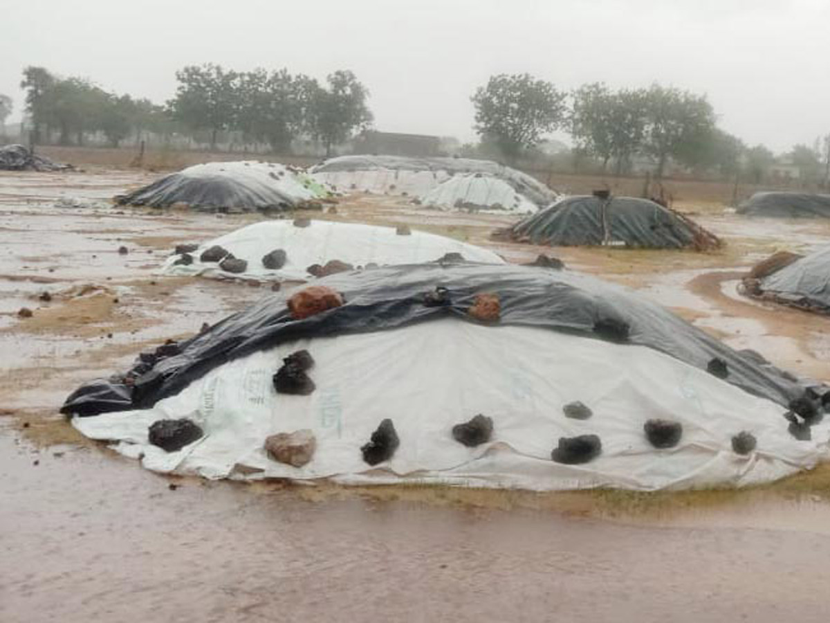 Heavy Rains Remains Huge Loss For Farmers - Sakshi38