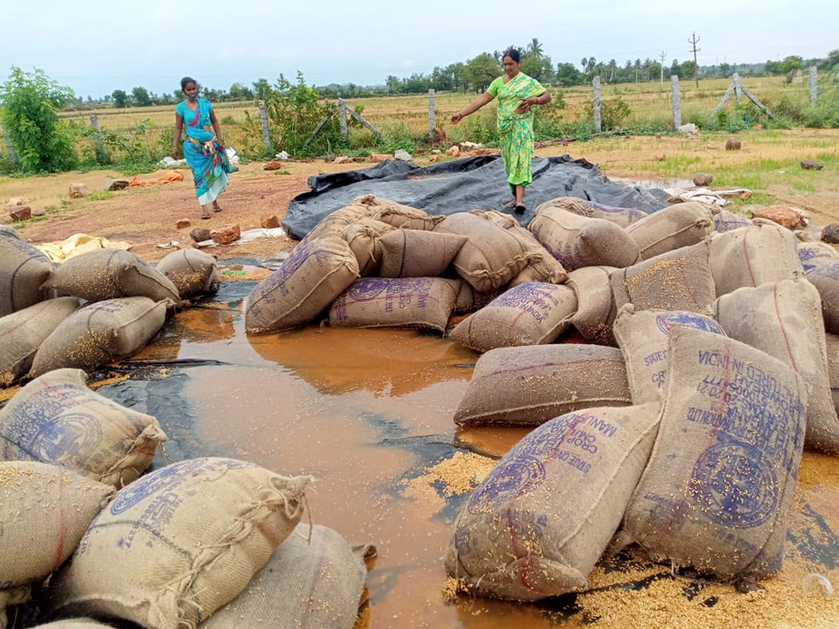 Heavy Rains Remains Huge Loss For Farmers - Sakshi47