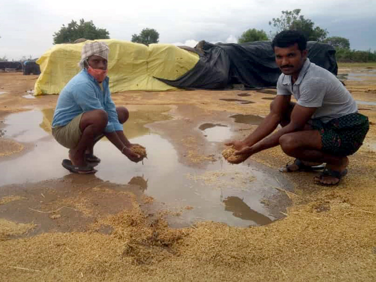 Heavy Rains Remains Huge Loss For Farmers - Sakshi8