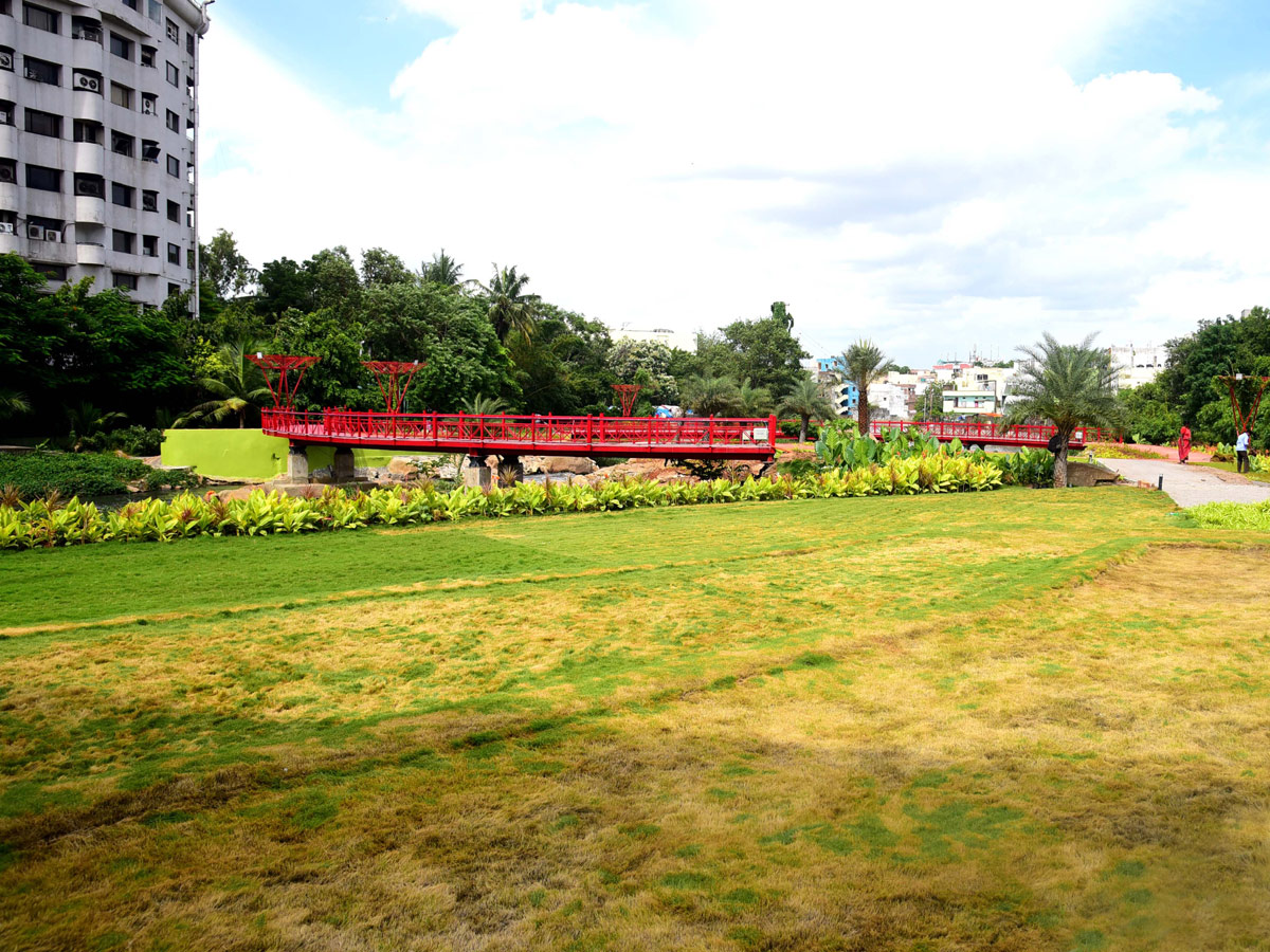 Rain garden at Begumpet Nala turns feast for eye - Sakshi3