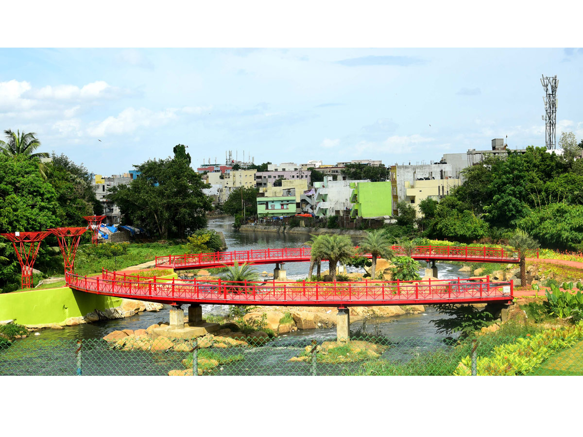 Rain garden at Begumpet Nala turns feast for eye - Sakshi6