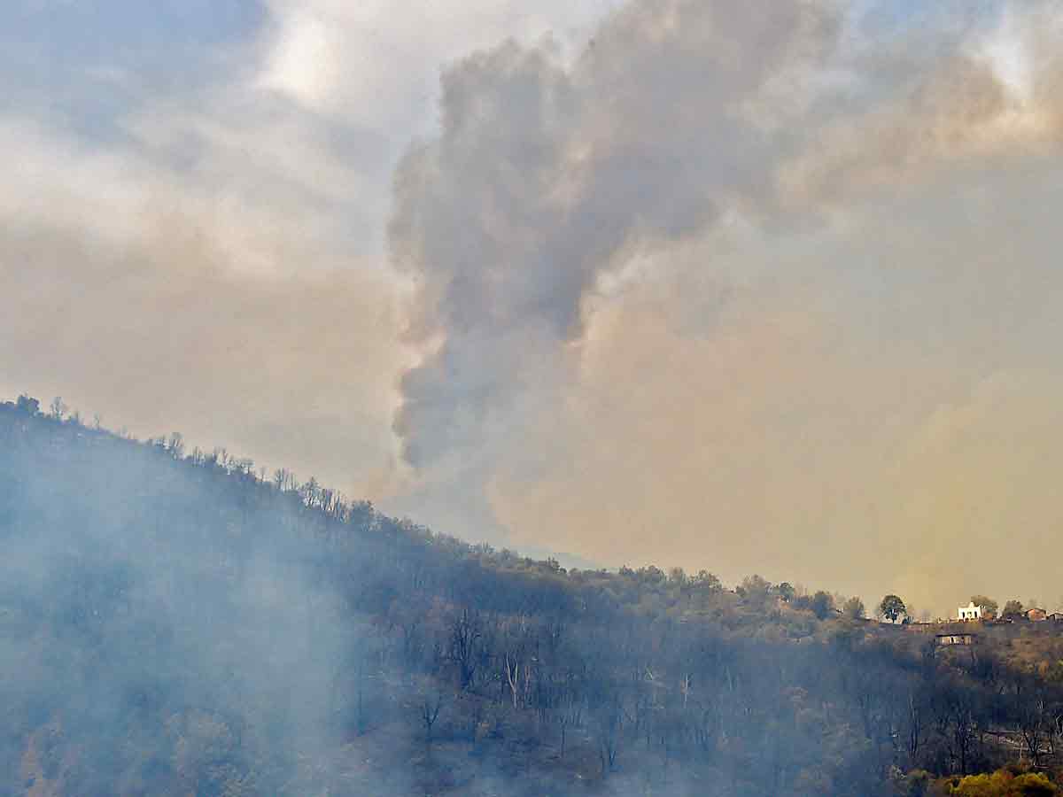 Algeria Wildfires Kill 42 Authorities Blame Arson Photo Gallery - Sakshi12