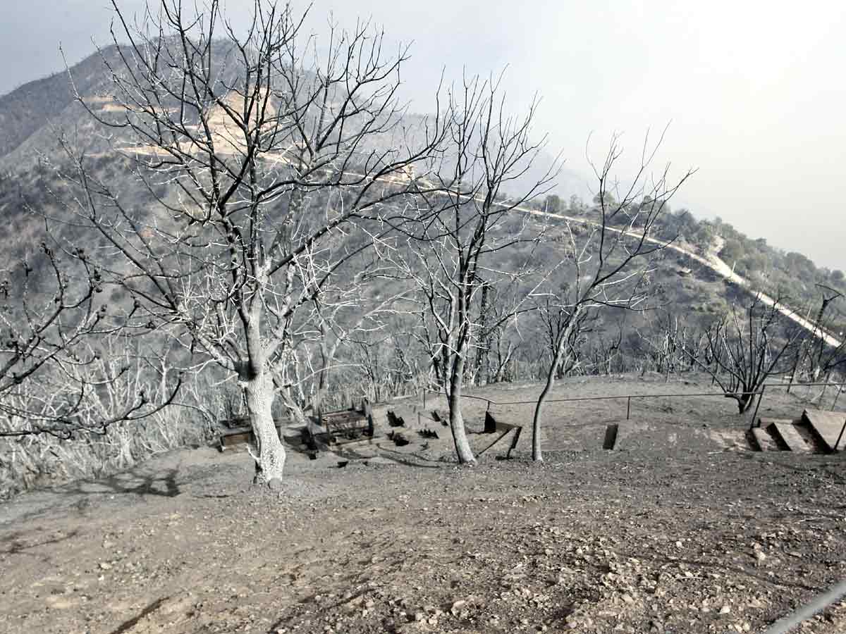 Algeria Wildfires Kill 42 Authorities Blame Arson Photo Gallery - Sakshi3