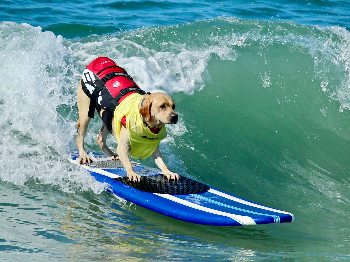 Surf City Surf Dog in Huntington Beach - Sakshi2