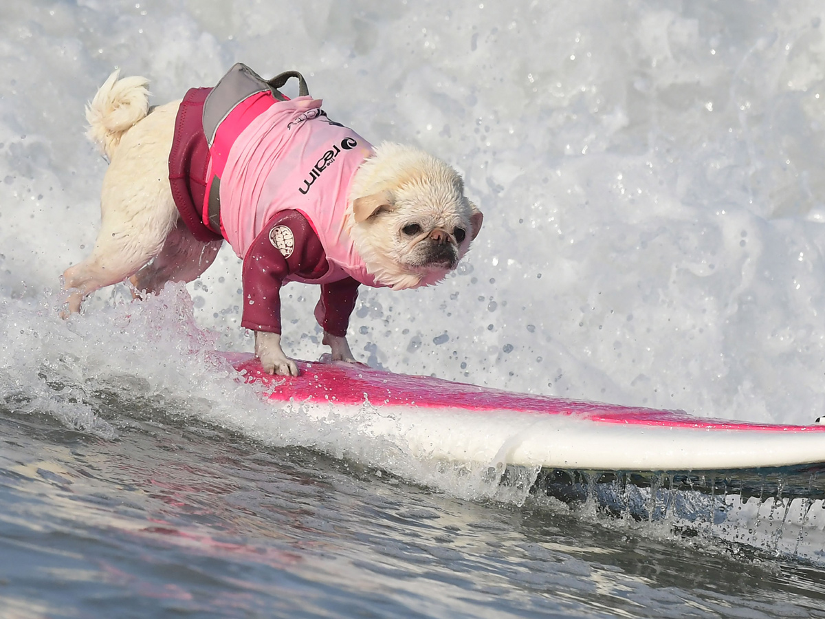 Surf City Surf Dog in Huntington Beach - Sakshi1