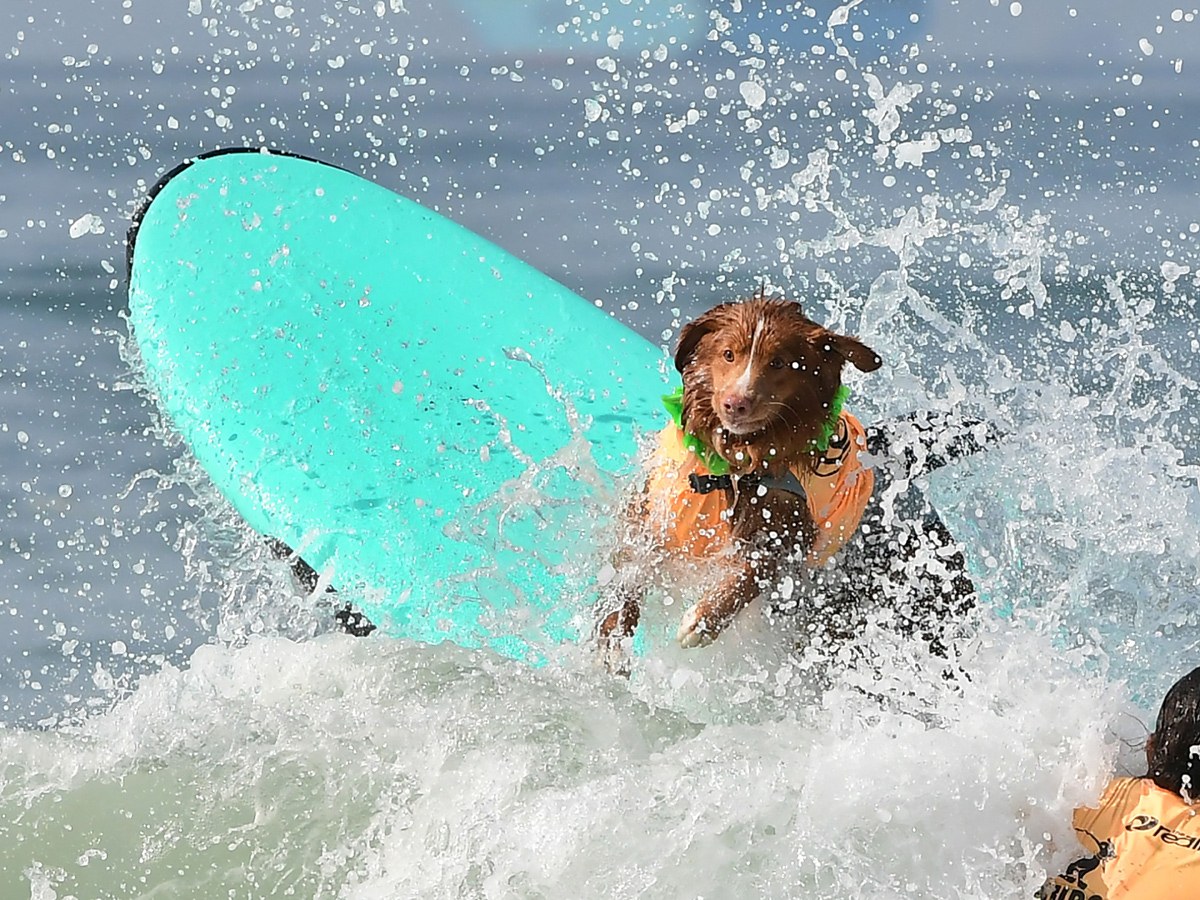 Surf City Surf Dog in Huntington Beach - Sakshi3