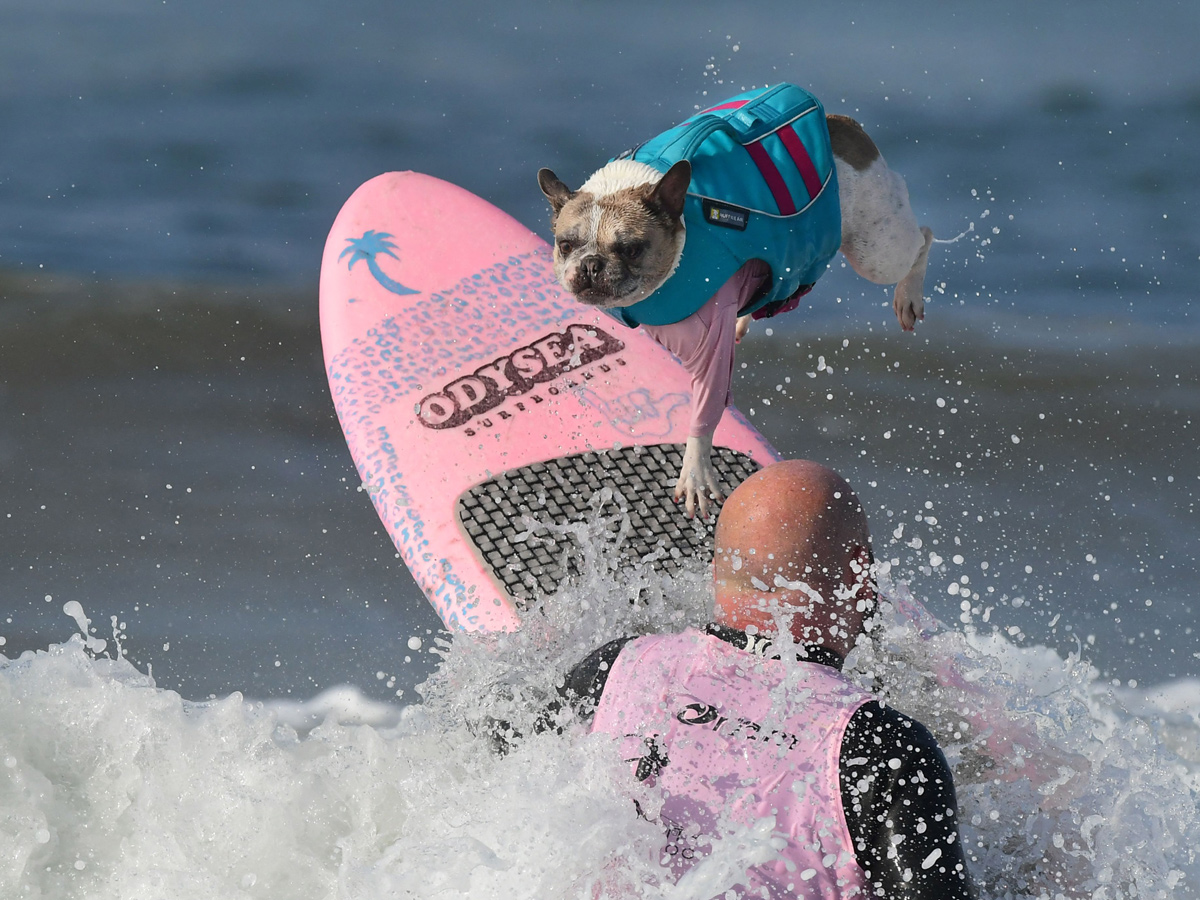 Surf City Surf Dog in Huntington Beach - Sakshi5