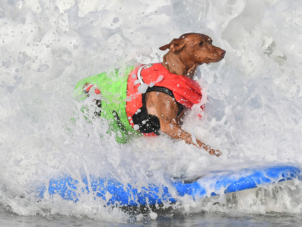 Surf City Surf Dog in Huntington Beach - Sakshi6