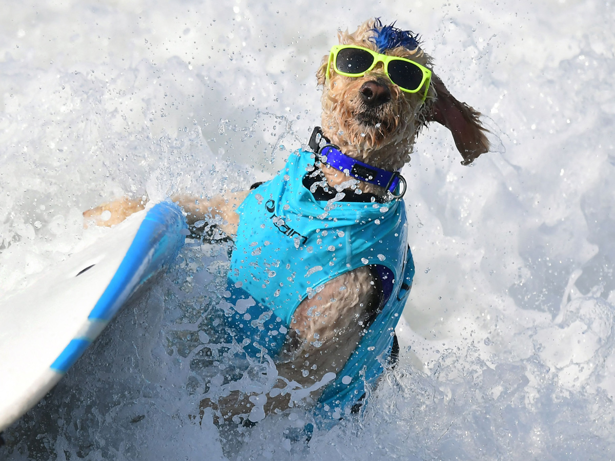 Surf City Surf Dog in Huntington Beach - Sakshi7