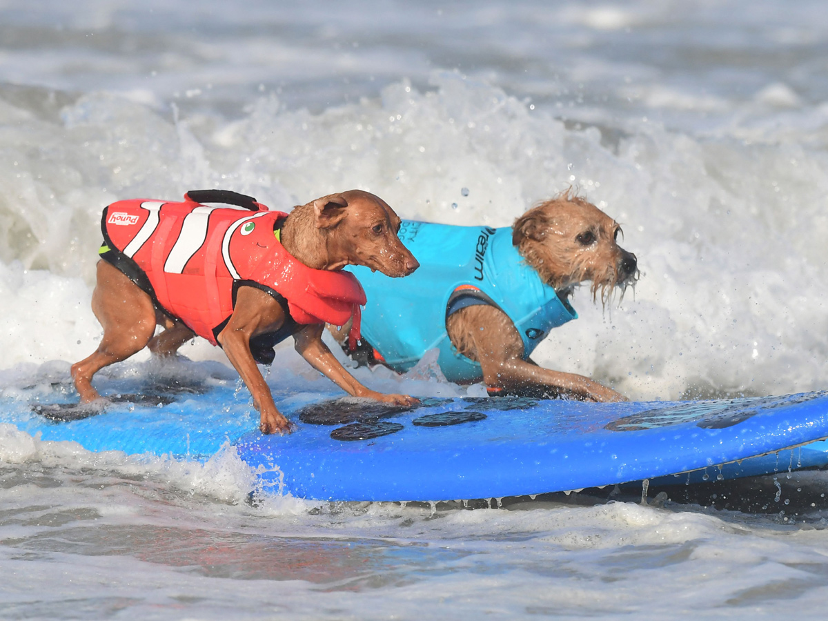 Surf City Surf Dog in Huntington Beach - Sakshi8