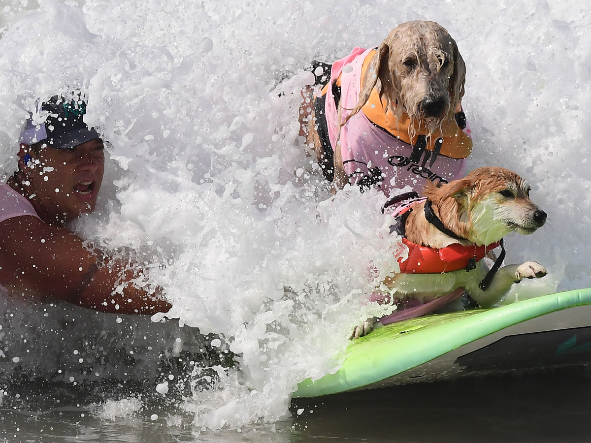 Surf City Surf Dog in Huntington Beach - Sakshi9