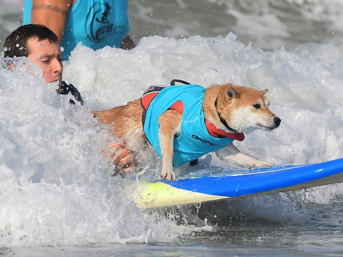 Surf City Surf Dog in Huntington Beach - Sakshi10