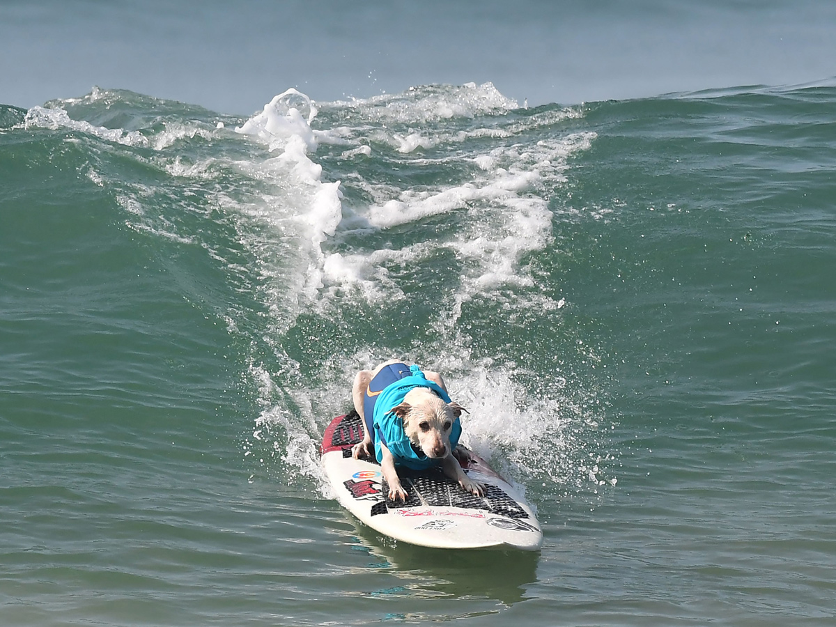 Surf City Surf Dog in Huntington Beach - Sakshi11