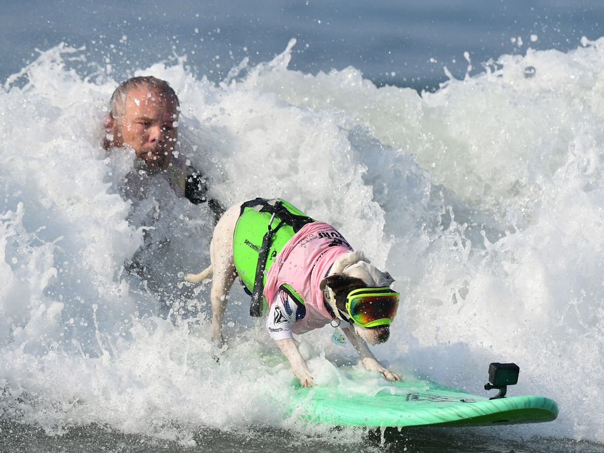 Surf City Surf Dog in Huntington Beach - Sakshi12