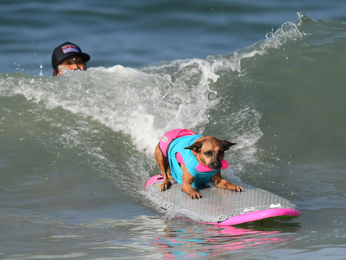 Surf City Surf Dog in Huntington Beach - Sakshi13