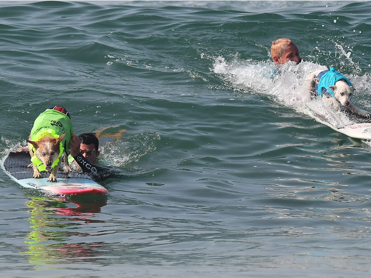 Surf City Surf Dog in Huntington Beach - Sakshi14