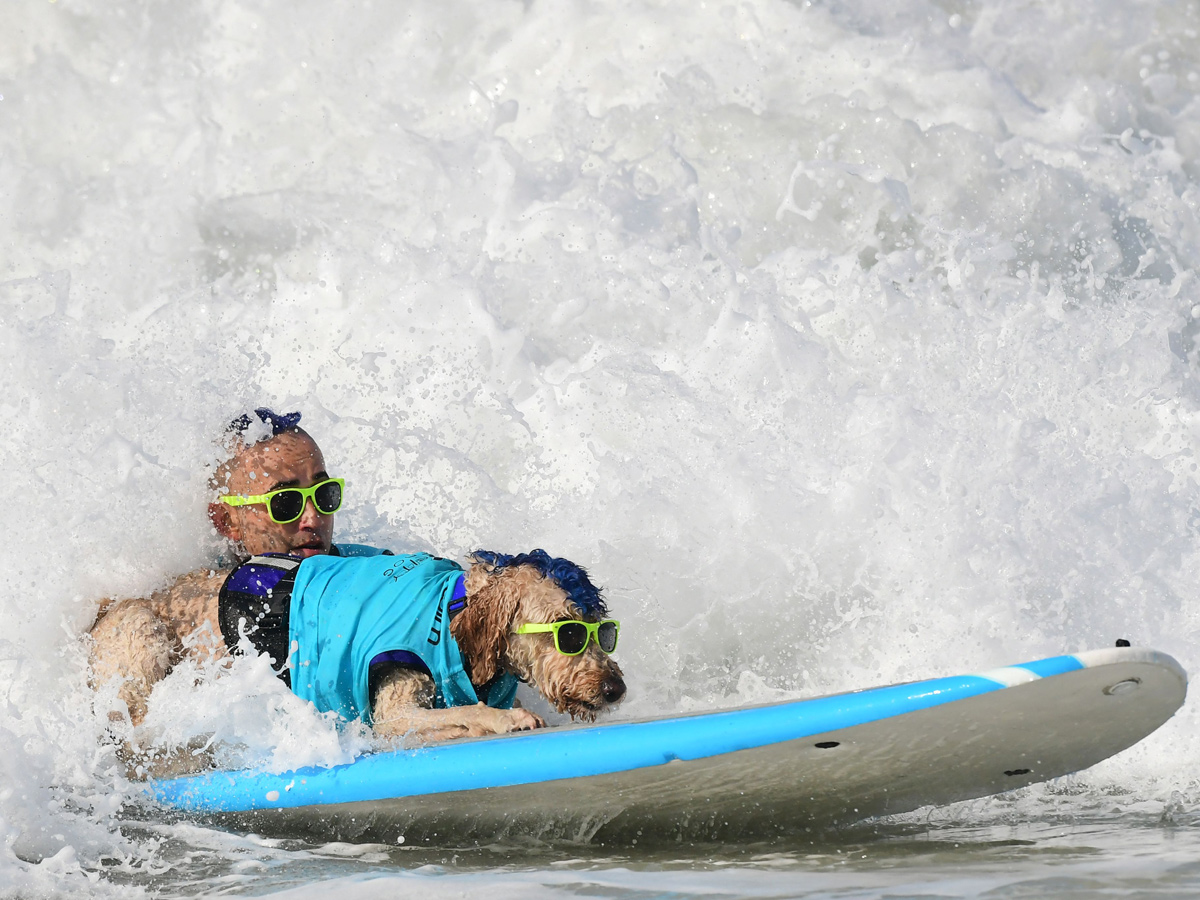 Surf City Surf Dog in Huntington Beach - Sakshi15