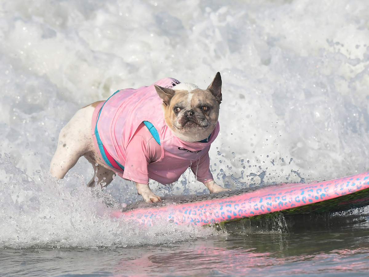 Surf City Surf Dog in Huntington Beach - Sakshi16