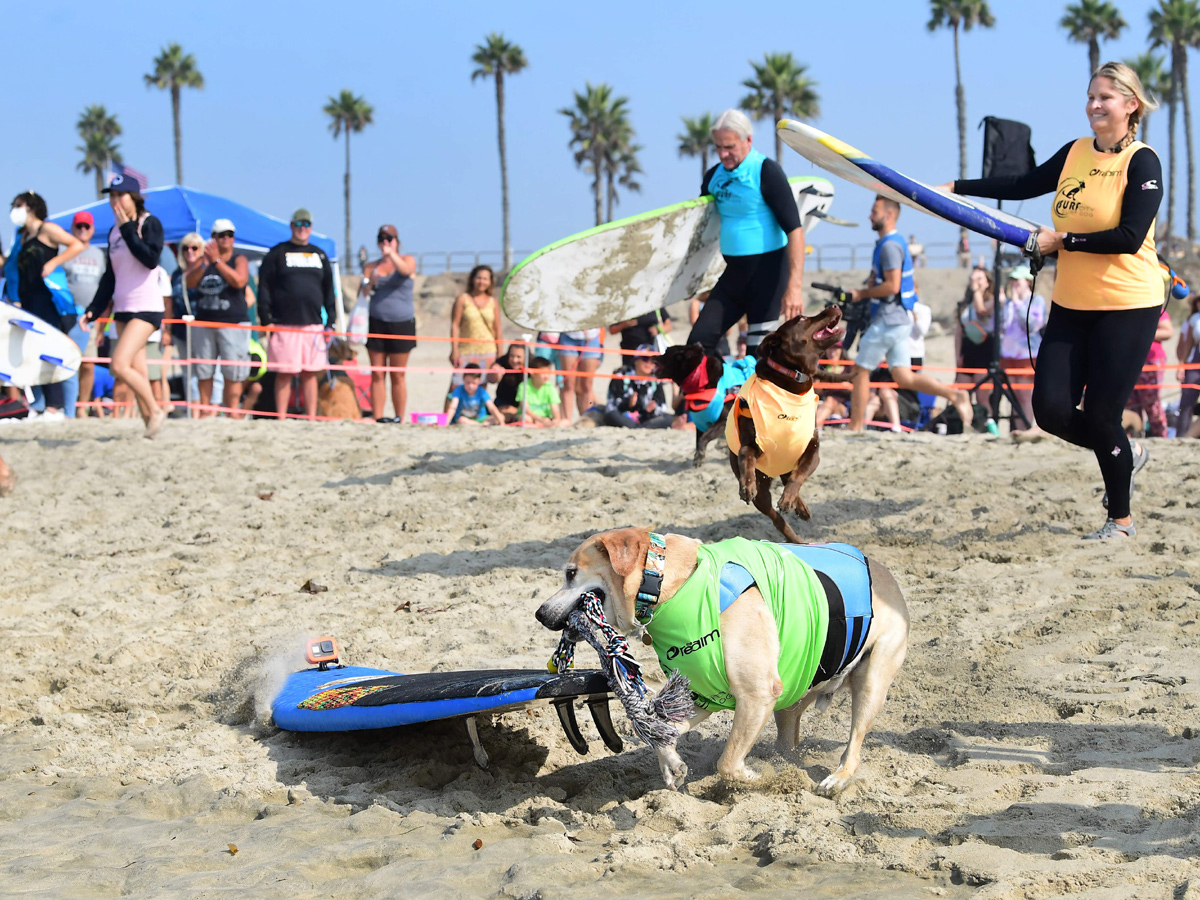 Surf City Surf Dog in Huntington Beach - Sakshi19