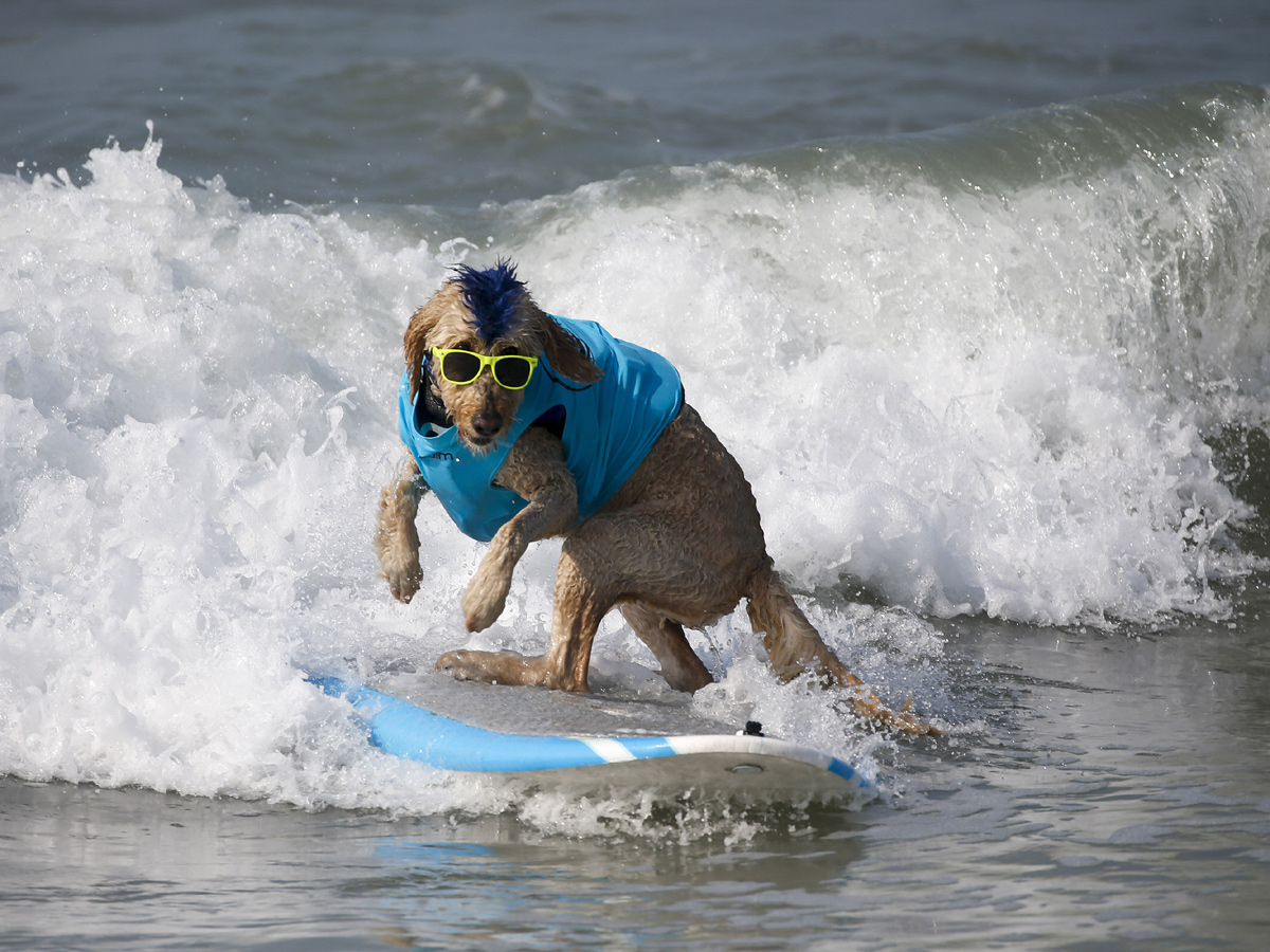 Surf City Surf Dog in Huntington Beach - Sakshi26