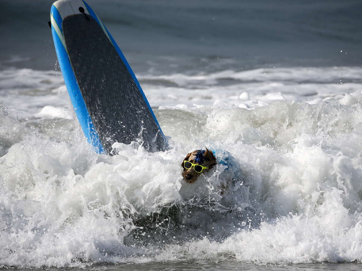 Surf City Surf Dog in Huntington Beach - Sakshi21