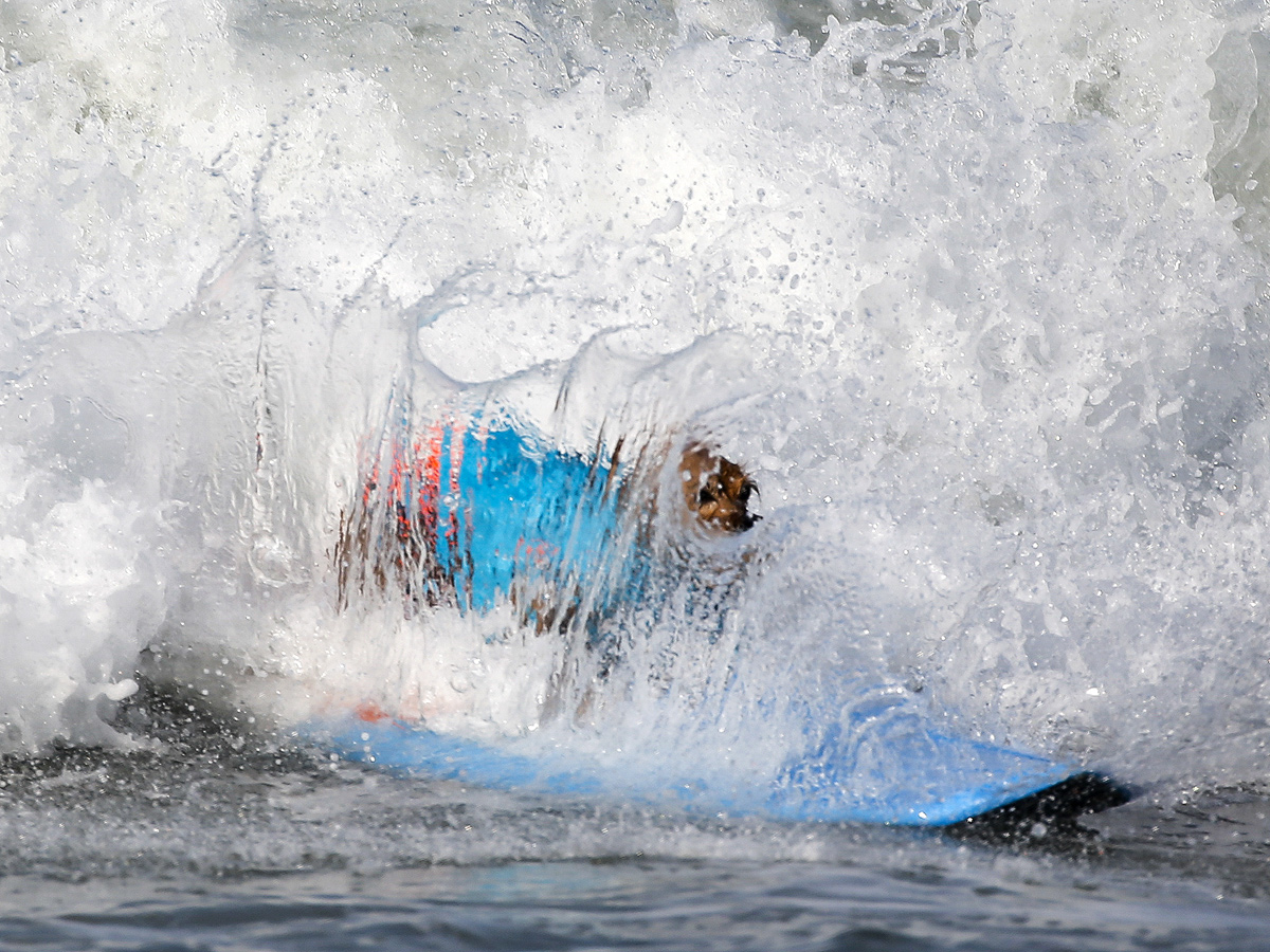 Surf City Surf Dog in Huntington Beach - Sakshi22