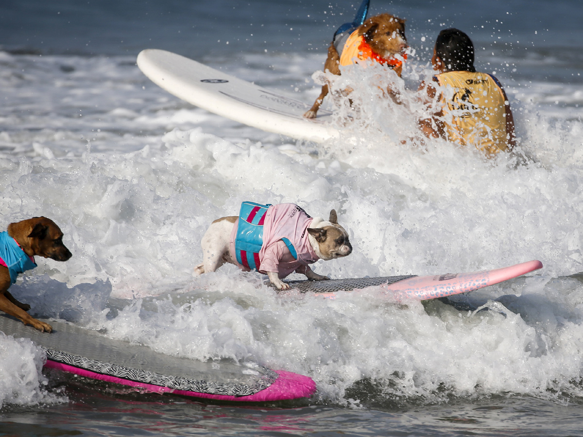 Surf City Surf Dog in Huntington Beach - Sakshi23