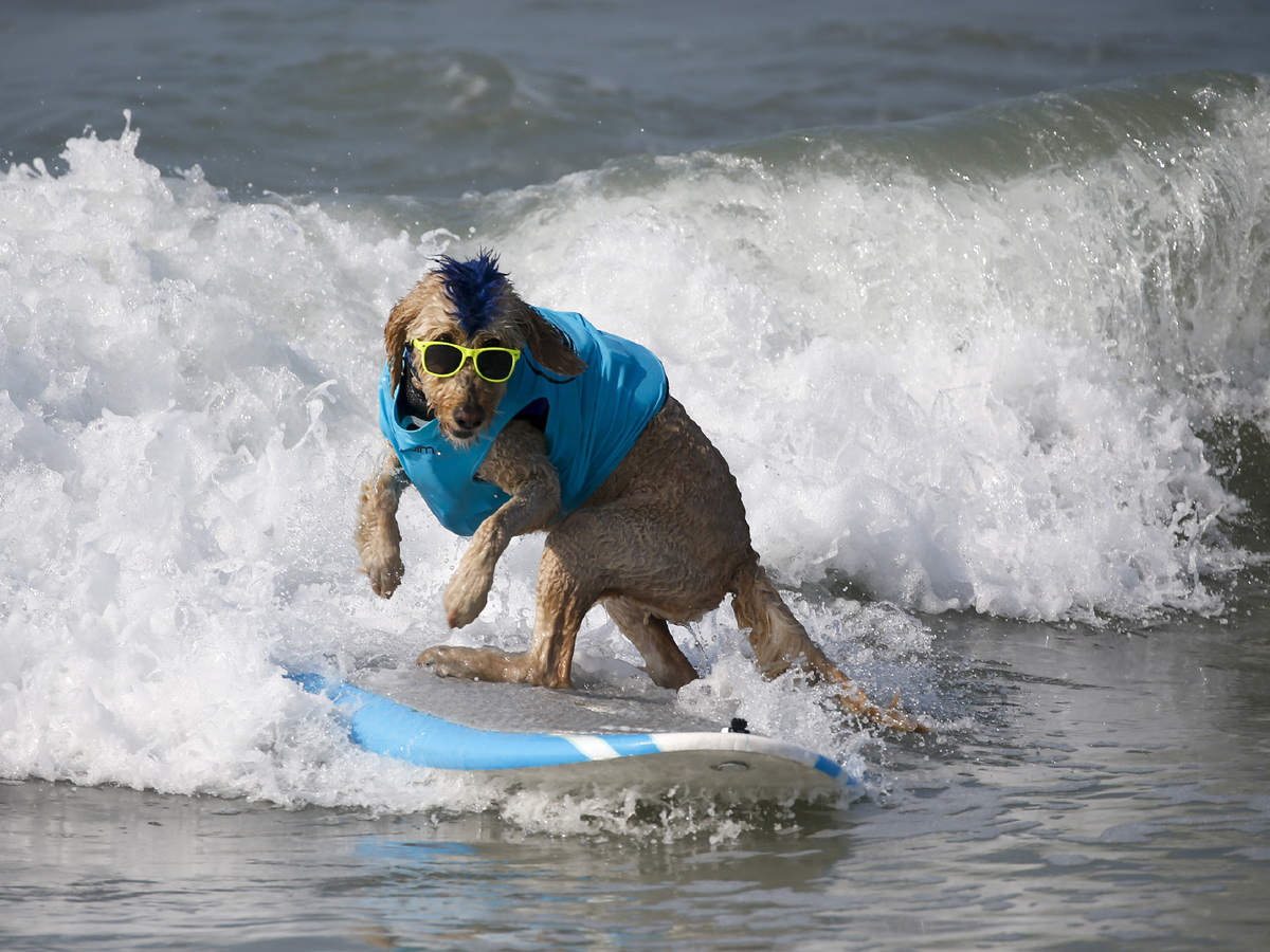 Surf City Surf Dog in Huntington Beach - Sakshi24