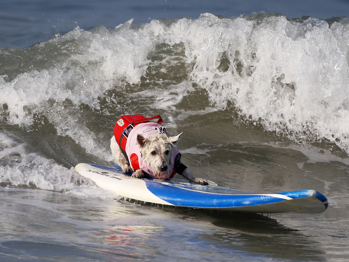 Surf City Surf Dog in Huntington Beach - Sakshi25