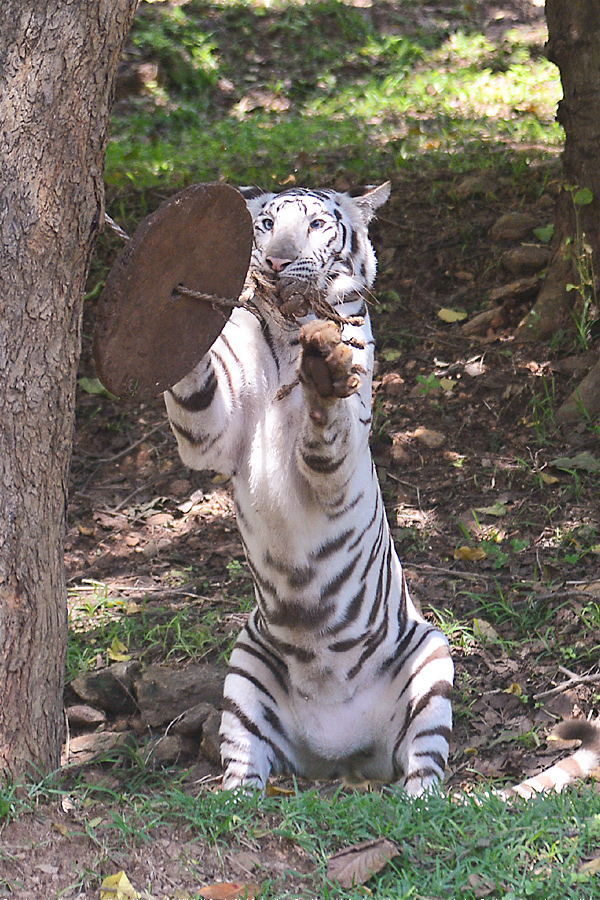 Photo : Indira Gandhi Zoological Park In Visakhapatnam   - Sakshi6