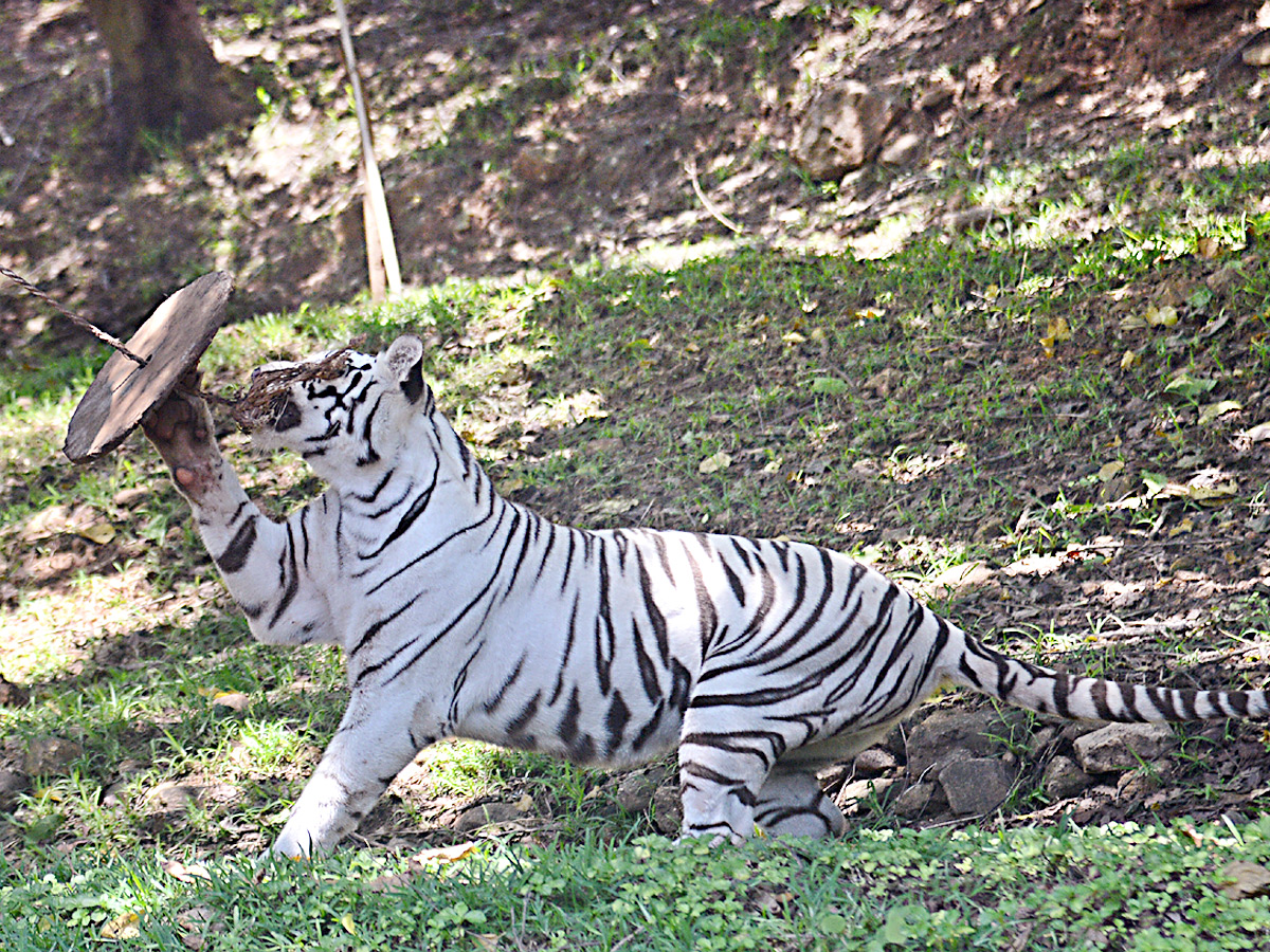 Photo : Indira Gandhi Zoological Park In Visakhapatnam   - Sakshi11