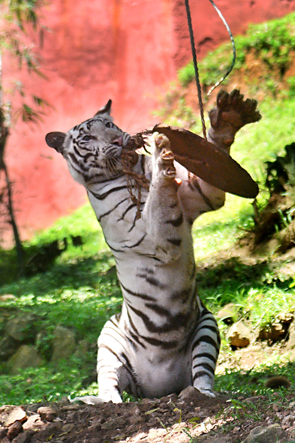 Photo : Indira Gandhi Zoological Park In Visakhapatnam   - Sakshi2