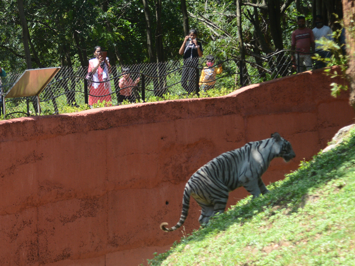 Photo : Indira Gandhi Zoological Park In Visakhapatnam   - Sakshi3