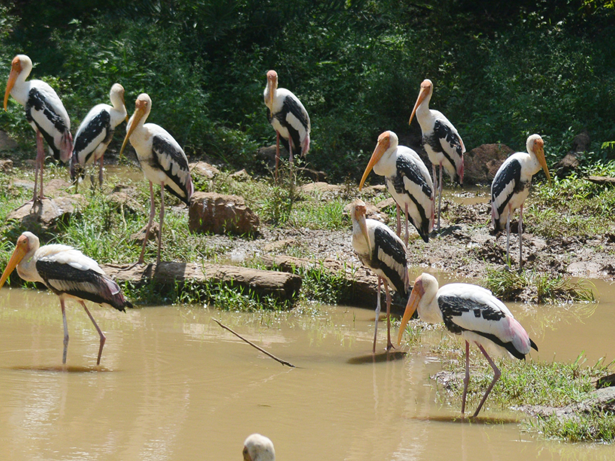 Photo : Indira Gandhi Zoological Park In Visakhapatnam   - Sakshi4