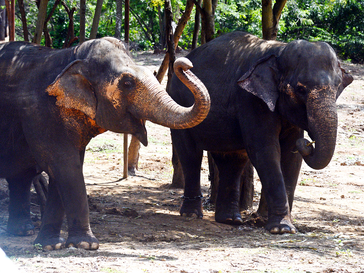 Photo : Indira Gandhi Zoological Park In Visakhapatnam   - Sakshi7