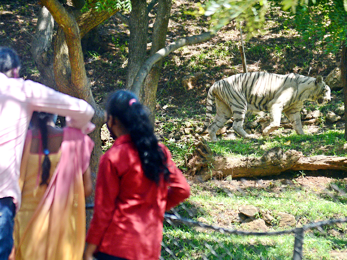 Photo : Indira Gandhi Zoological Park In Visakhapatnam   - Sakshi8