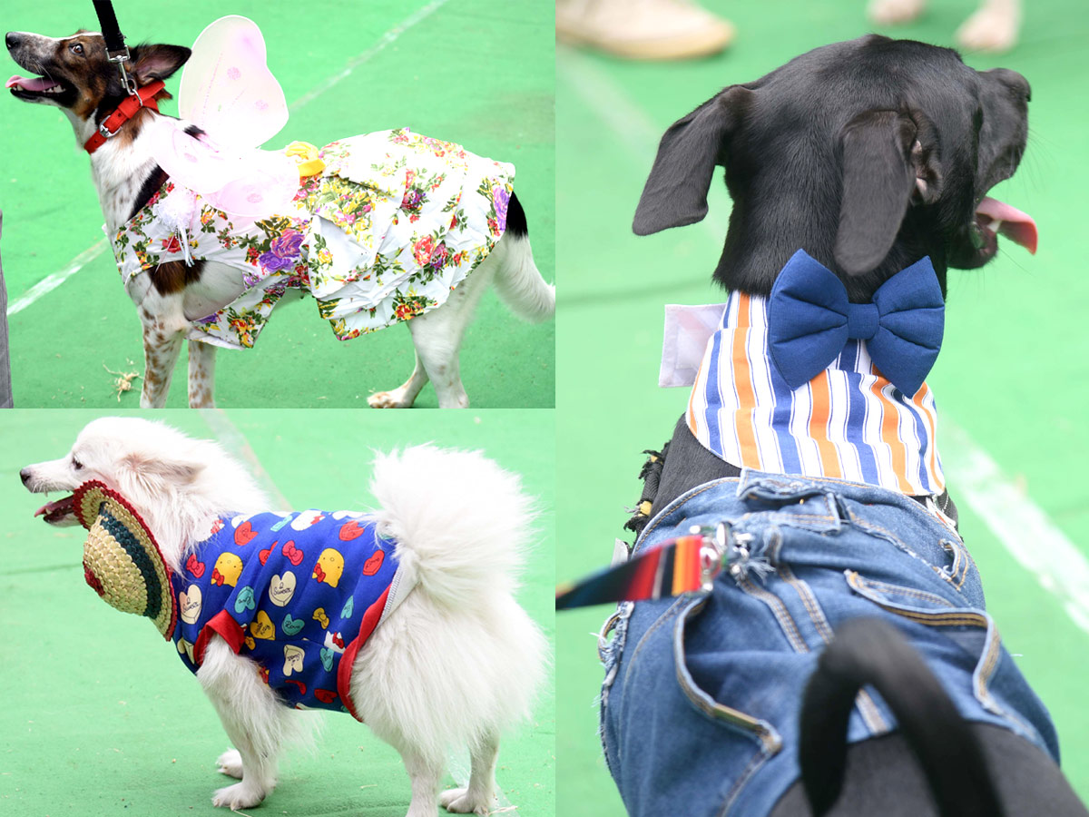 Indies Dog Show At Dog Park Gachibowli Photo Gallery - Sakshi1