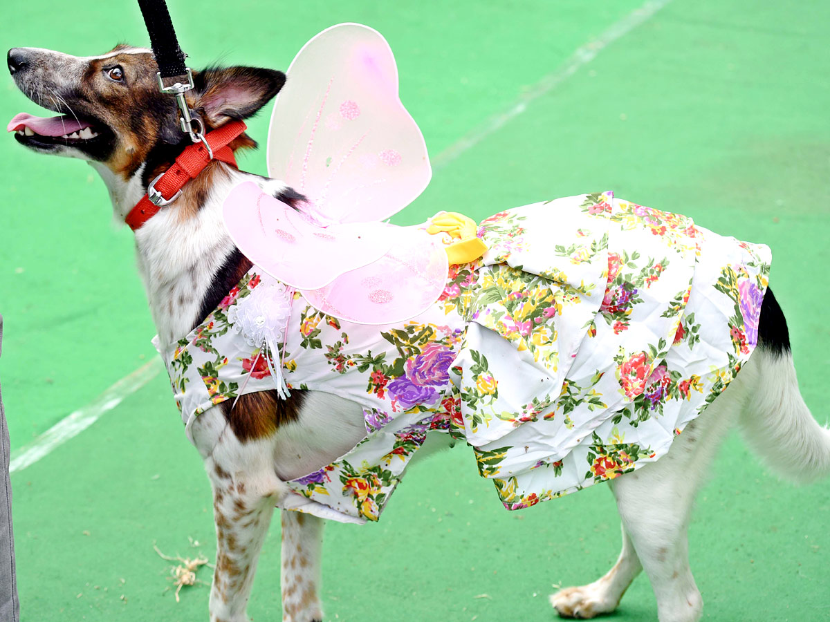 Indies Dog Show At Dog Park Gachibowli Photo Gallery - Sakshi10