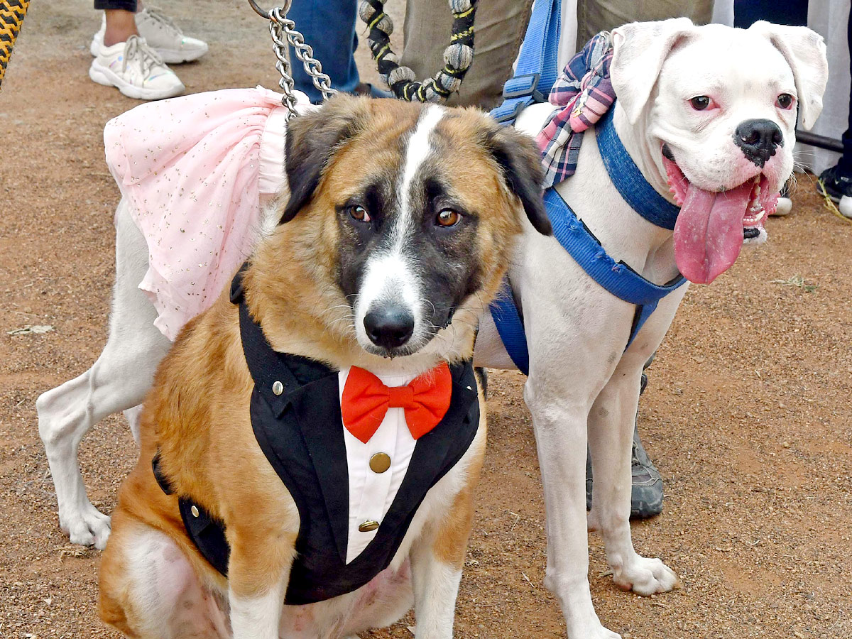 Indies Dog Show At Dog Park Gachibowli Photo Gallery - Sakshi12