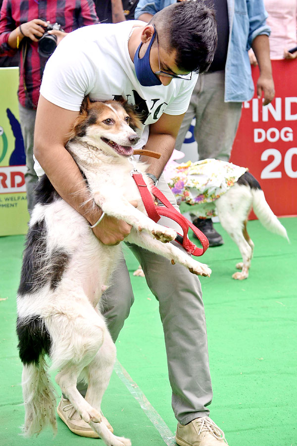 Indies Dog Show At Dog Park Gachibowli Photo Gallery - Sakshi17