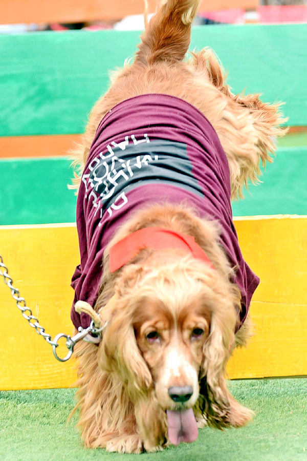 Indies Dog Show At Dog Park Gachibowli Photo Gallery - Sakshi18