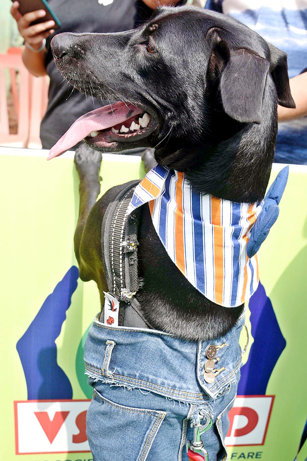 Indies Dog Show At Dog Park Gachibowli Photo Gallery - Sakshi19