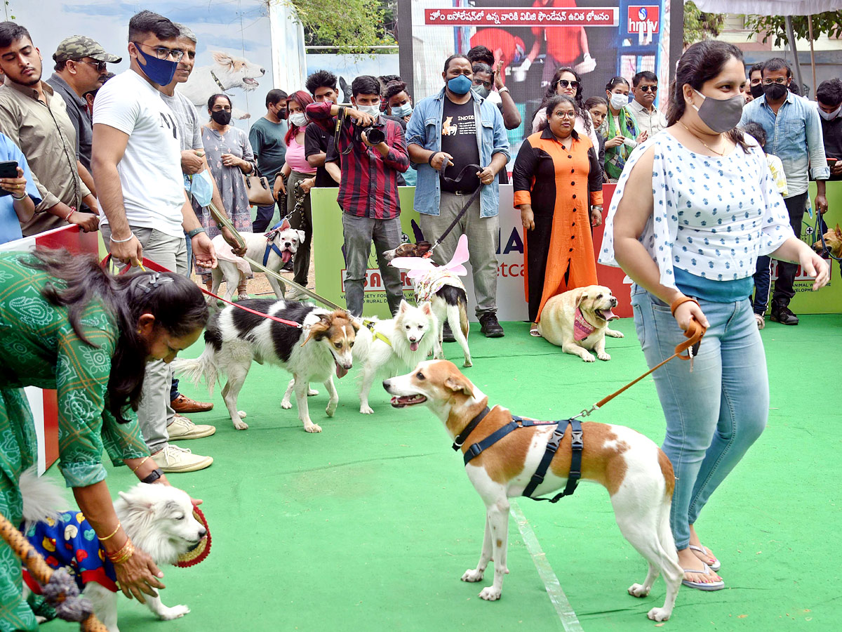 Indies Dog Show At Dog Park Gachibowli Photo Gallery - Sakshi6