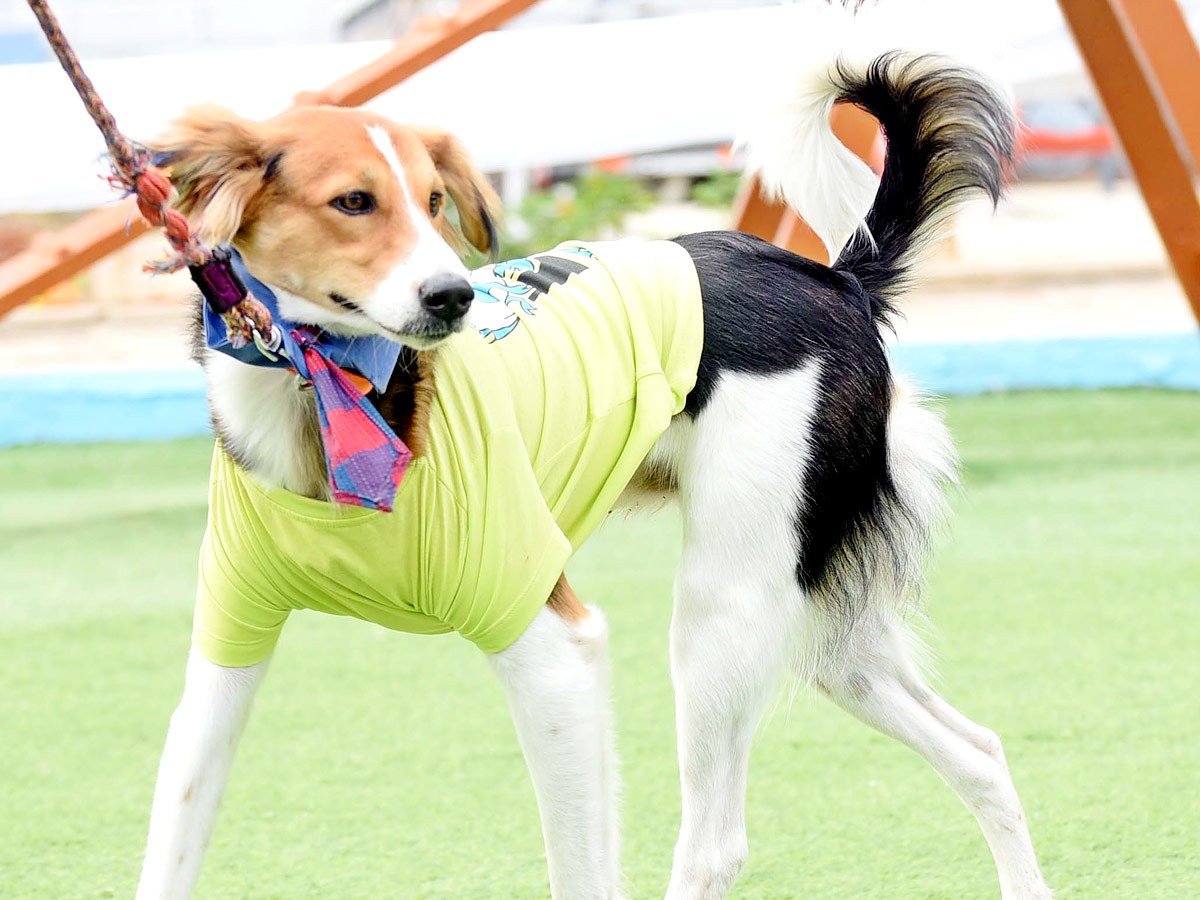 Indies Dog Show At Dog Park Gachibowli Photo Gallery - Sakshi8