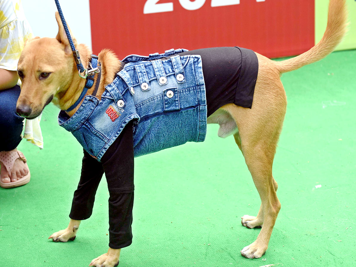 Indies Dog Show At Dog Park Gachibowli Photo Gallery - Sakshi9