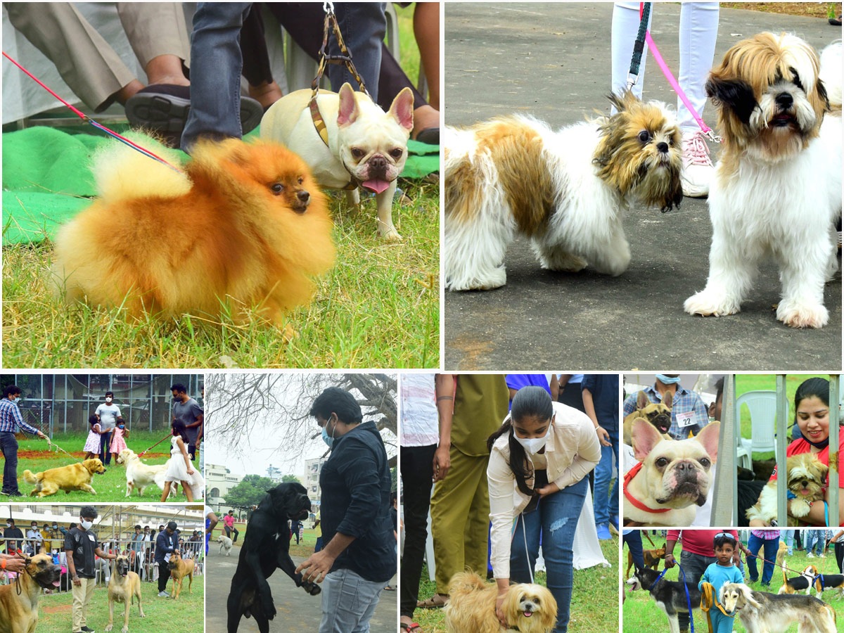 Dog Show In VIjayawada Photo Gallery - Sakshi1