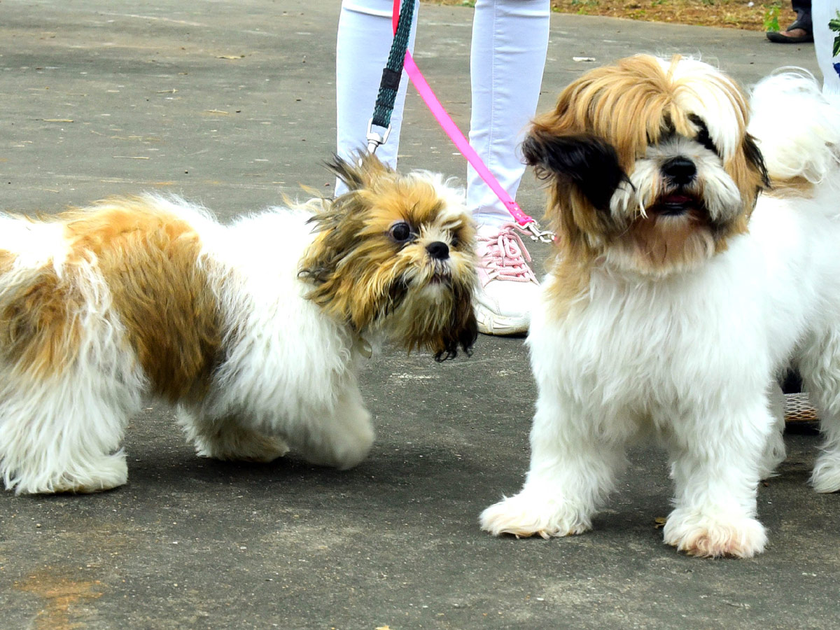 Dog Show In VIjayawada Photo Gallery - Sakshi10