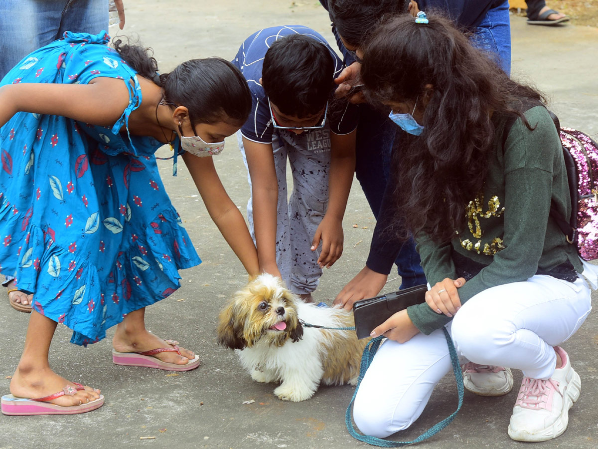 Dog Show In VIjayawada Photo Gallery - Sakshi12