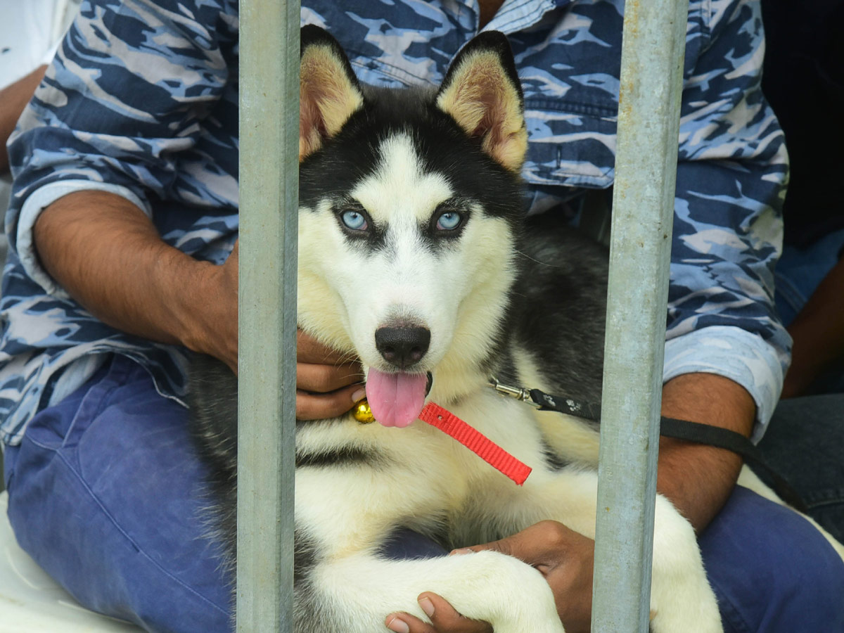 Dog Show In VIjayawada Photo Gallery - Sakshi13